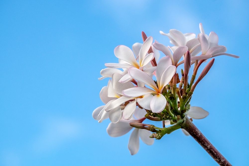 Plumeria